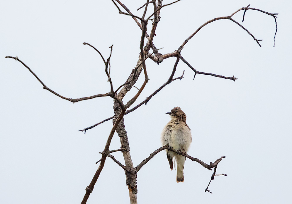 Brown-backed Honeybird